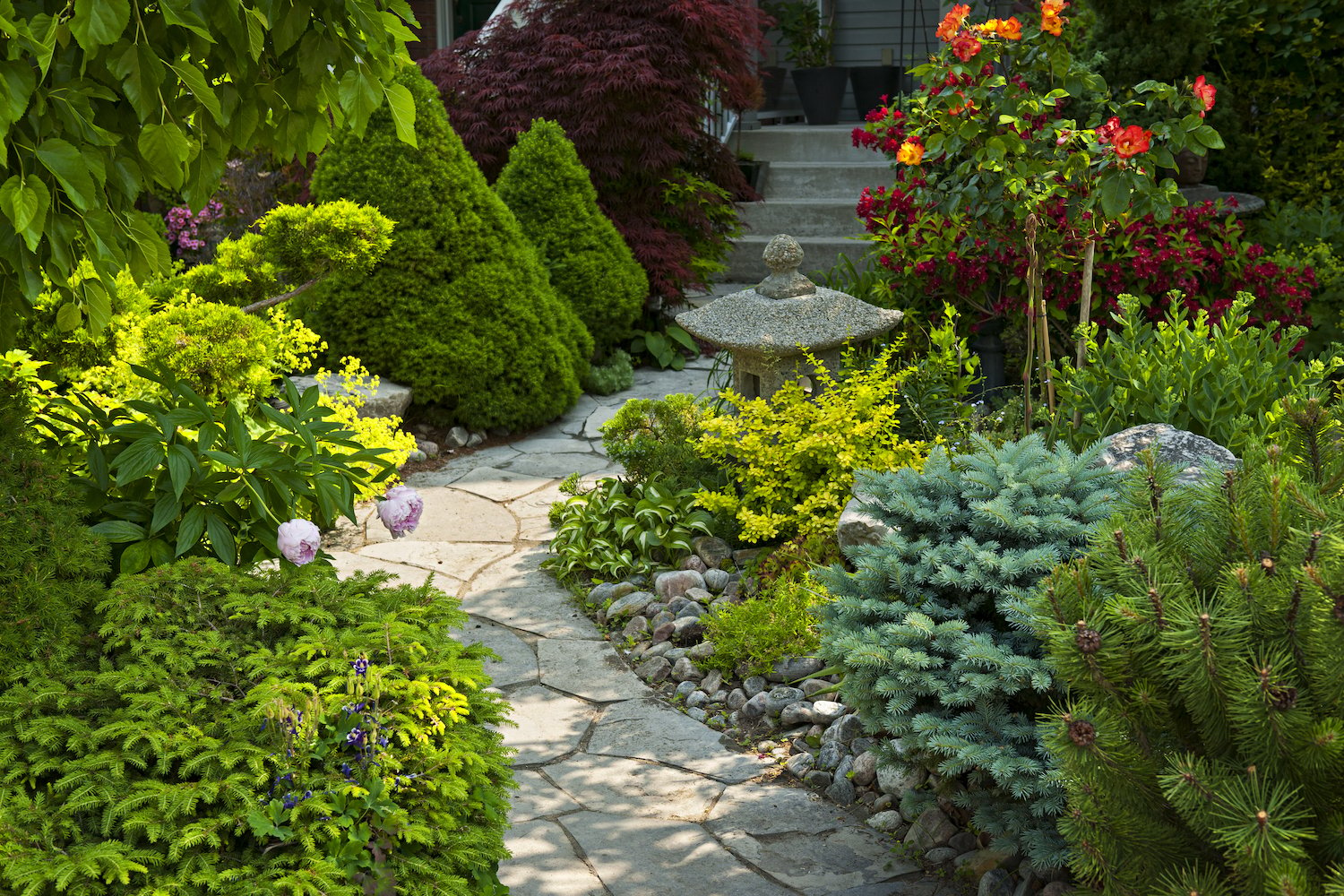 healthy trees and shrubs with plant health care services