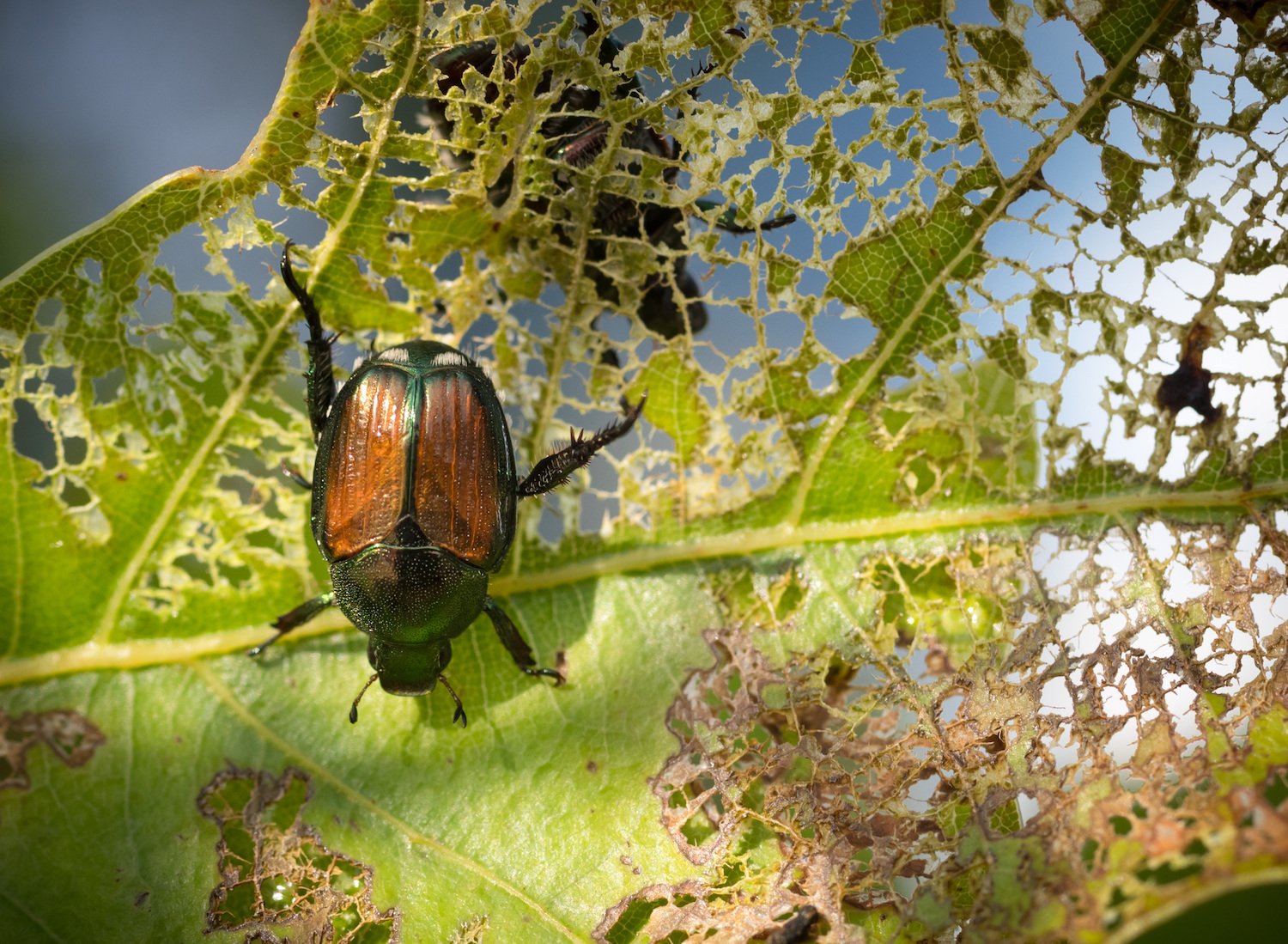 Japanese beetle destroying leaf