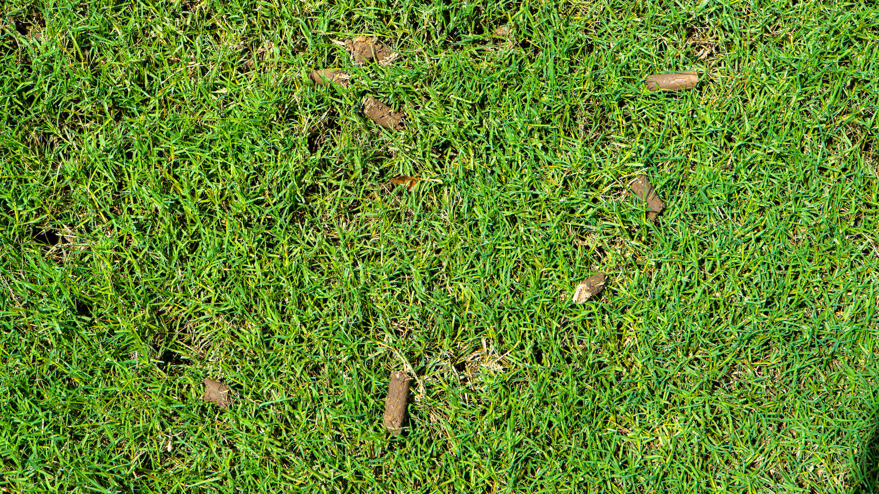 aeration core plugs