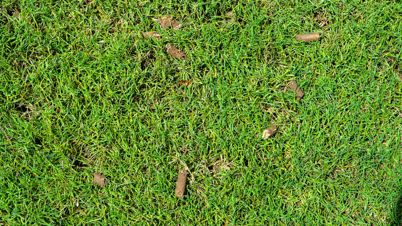 aeration plugs in lawn