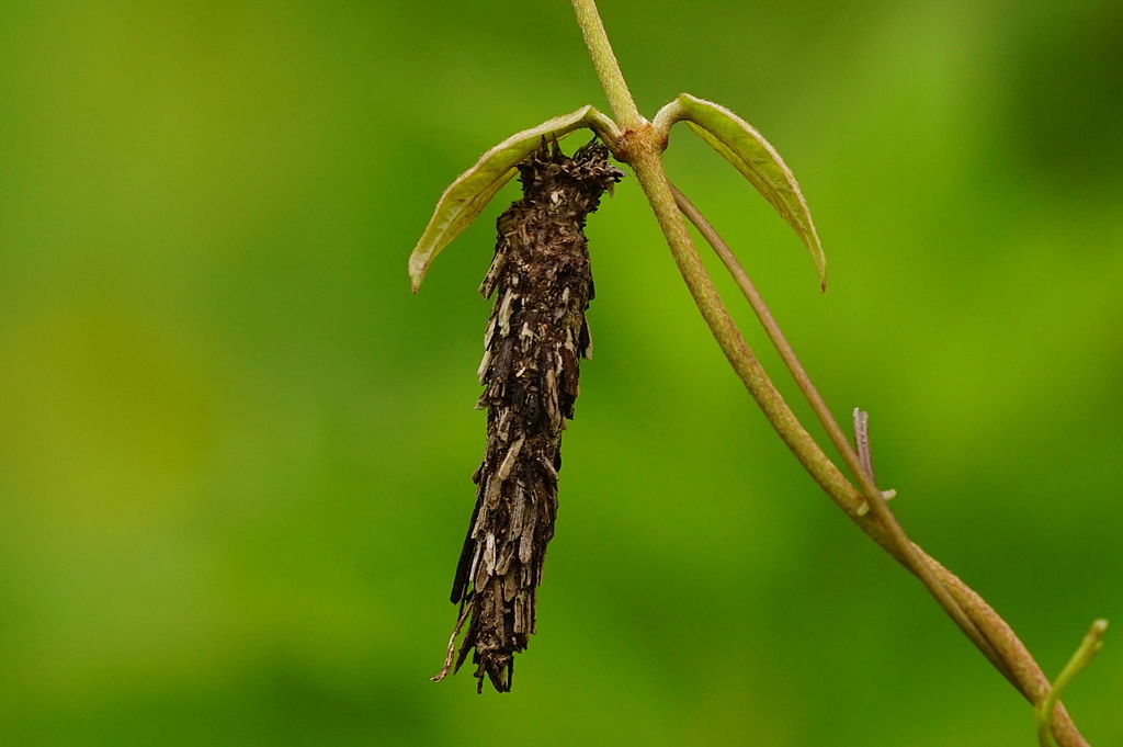 bagworm on branch damaging plant