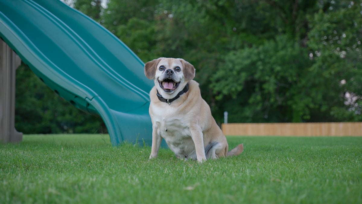 dog on lush lawn