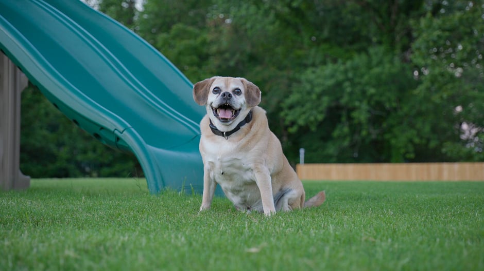 dog and lawn