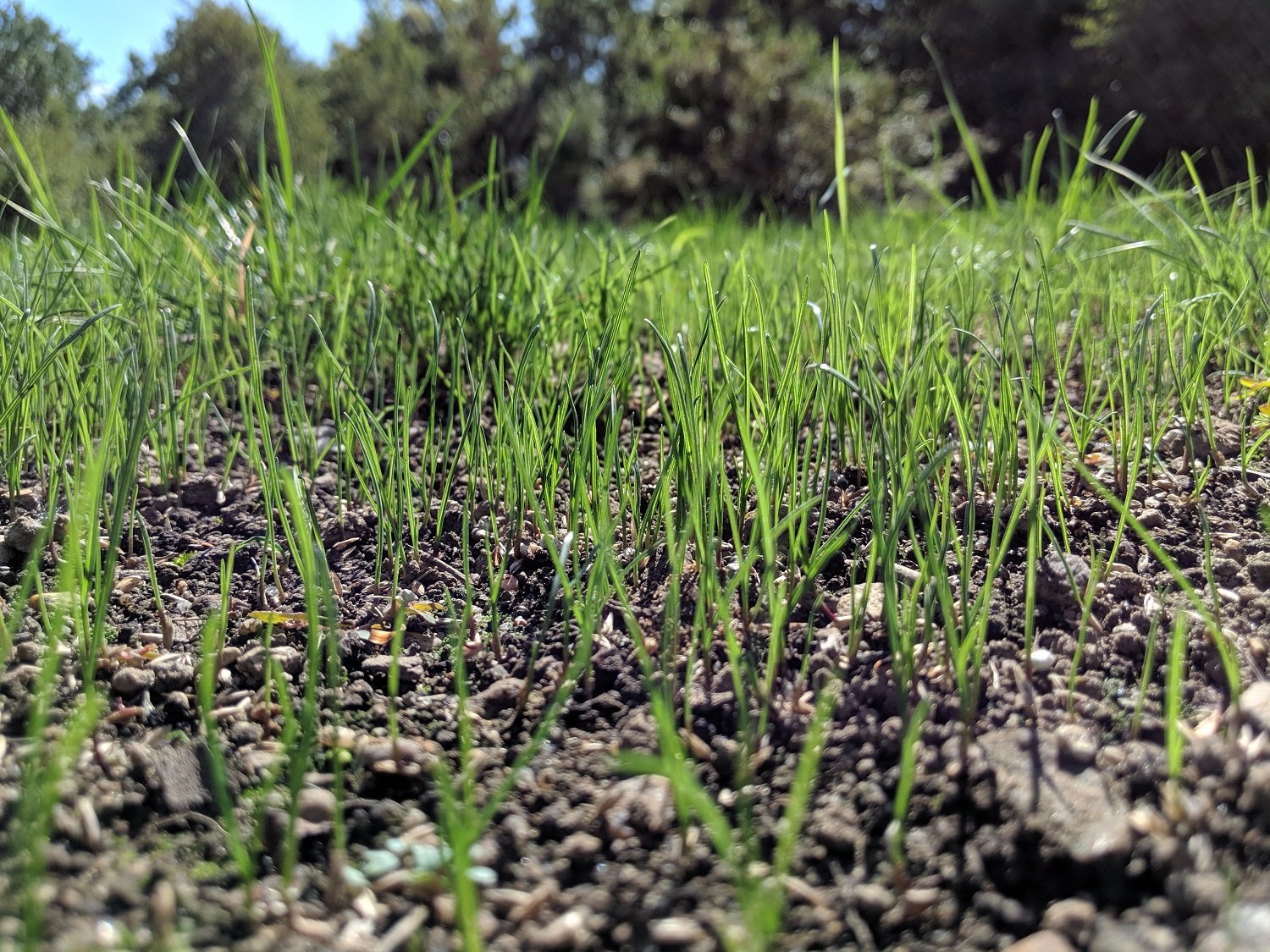 lawn grass germination