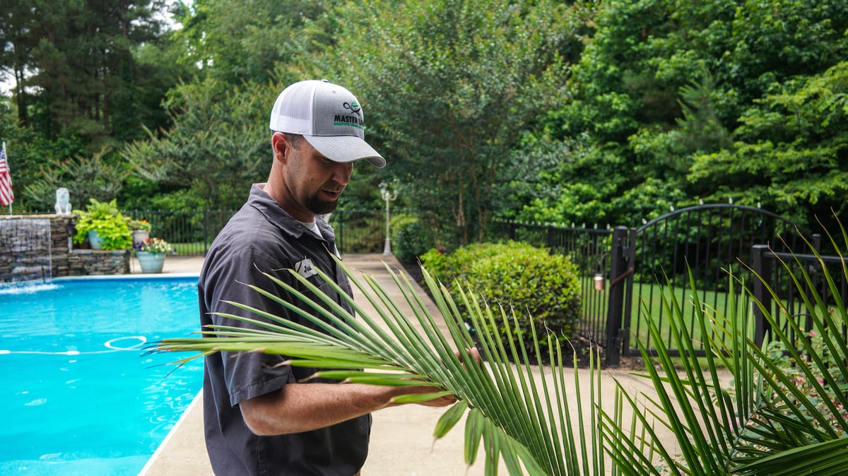 plant healthcare technician inspects plant