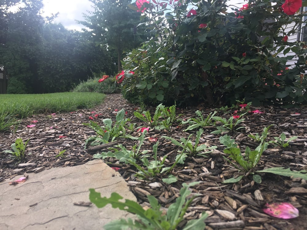 weeds in mulch plant bed