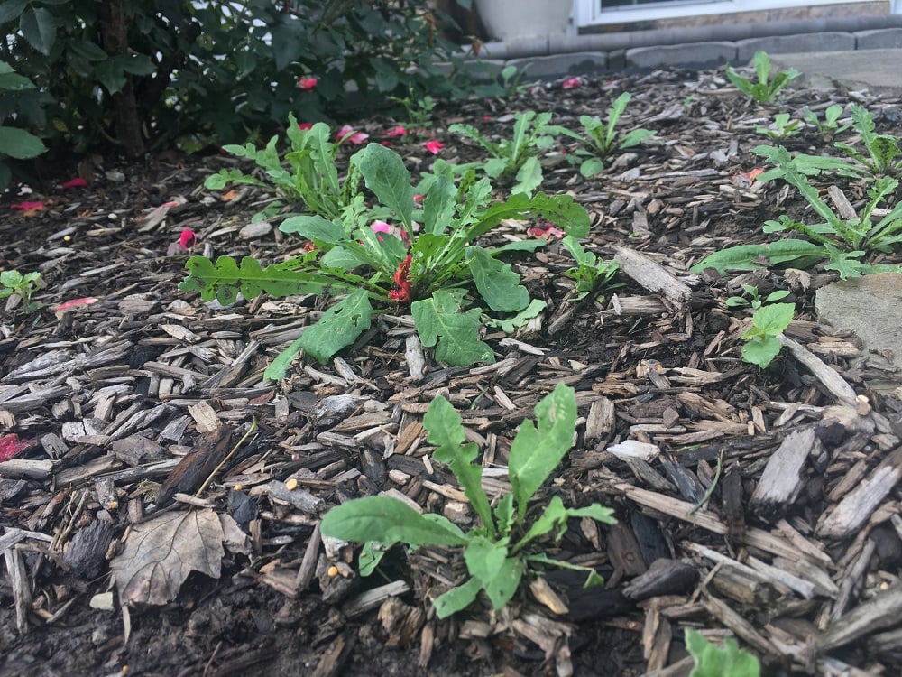 weeds in mulch