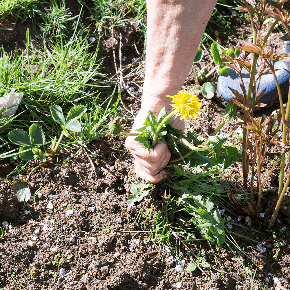 Landscaping Weed and Feed Pricing_Master Lawn-min