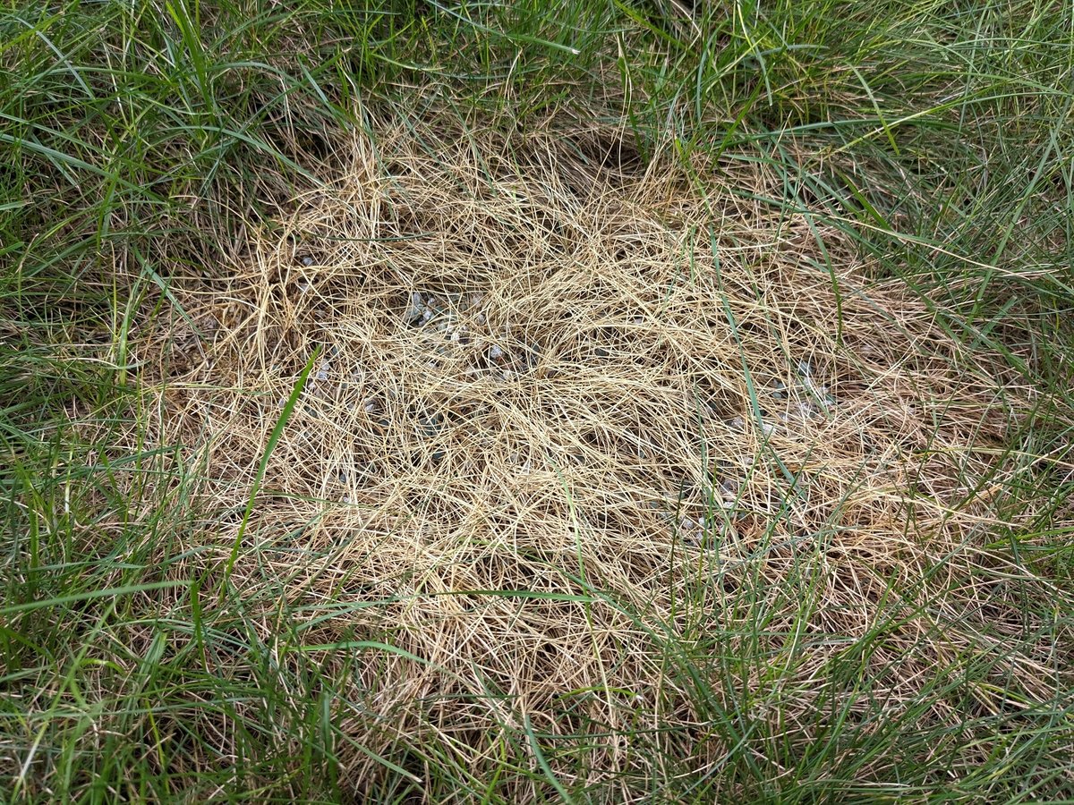 lawn burnt from fertilizer