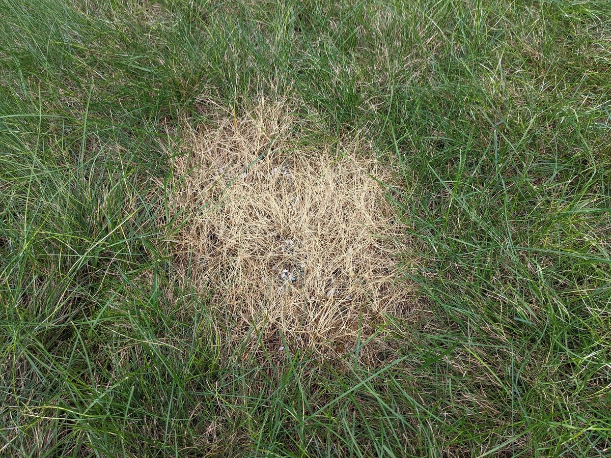 overfertilized grass spot