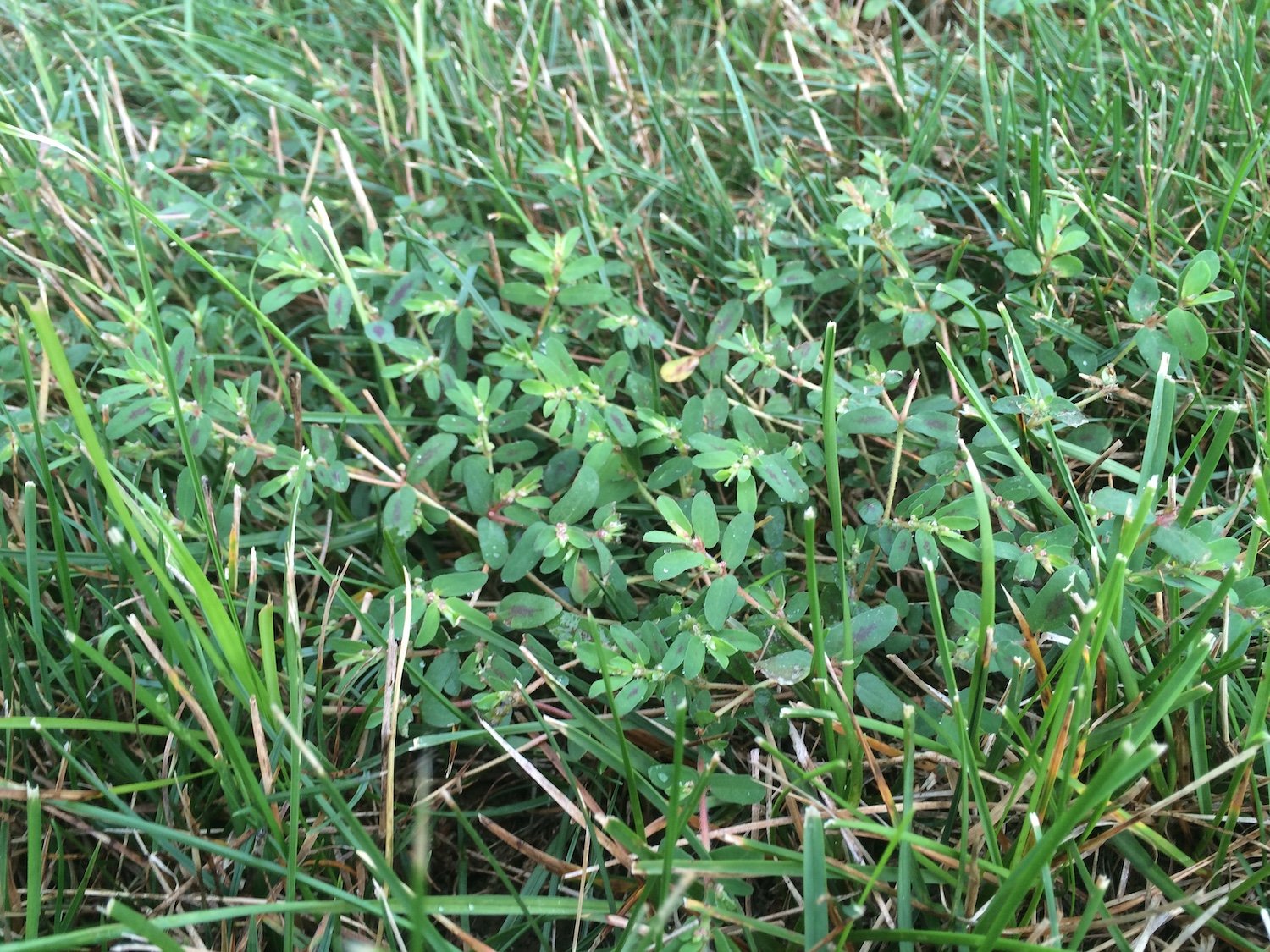 Spotted Spurge spring lawn weed