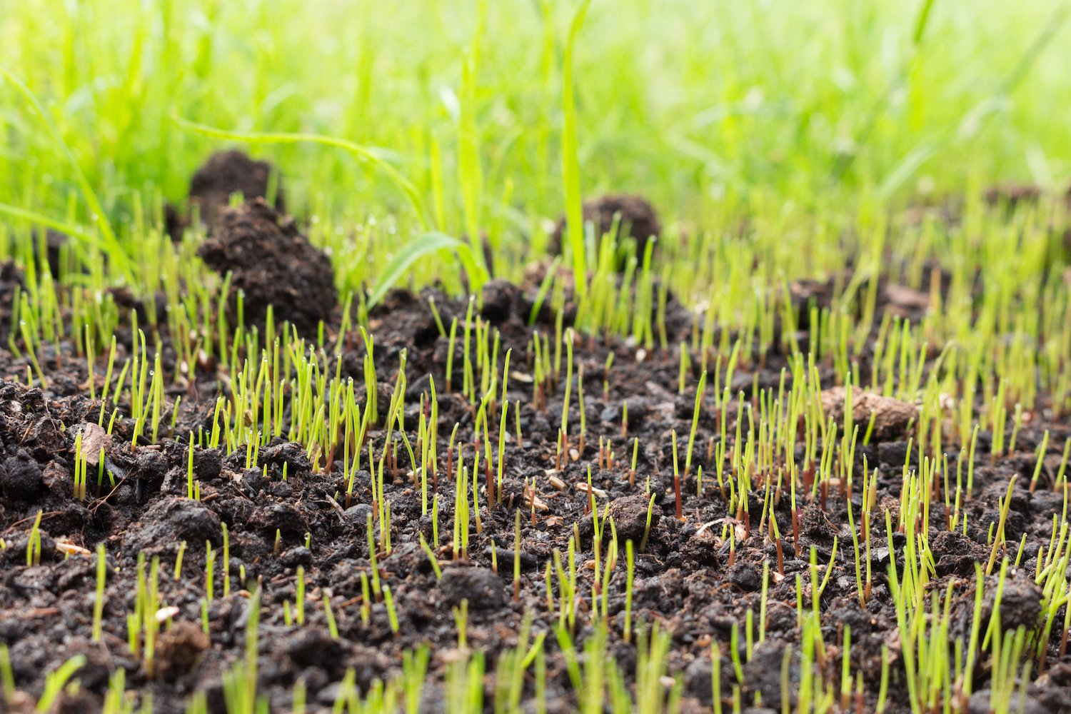 The best grass seed sprouting