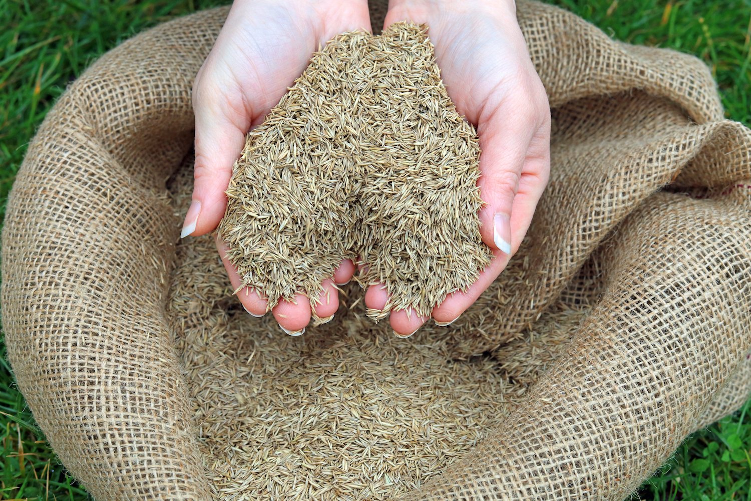 Throwing grass seed down in your lawn