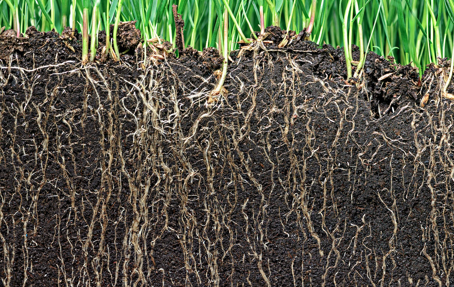 Healthy soil and lawn roots