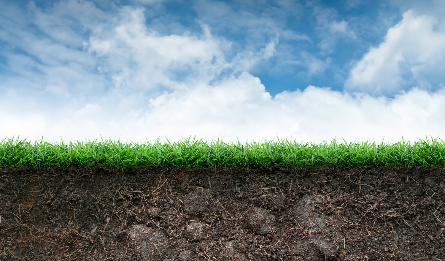 grass soil and roots