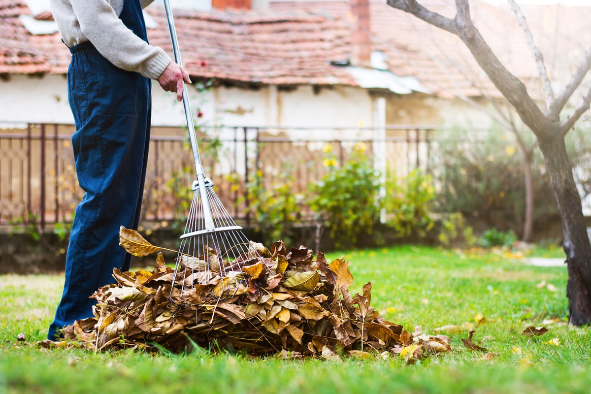 lawn care fall cleanup