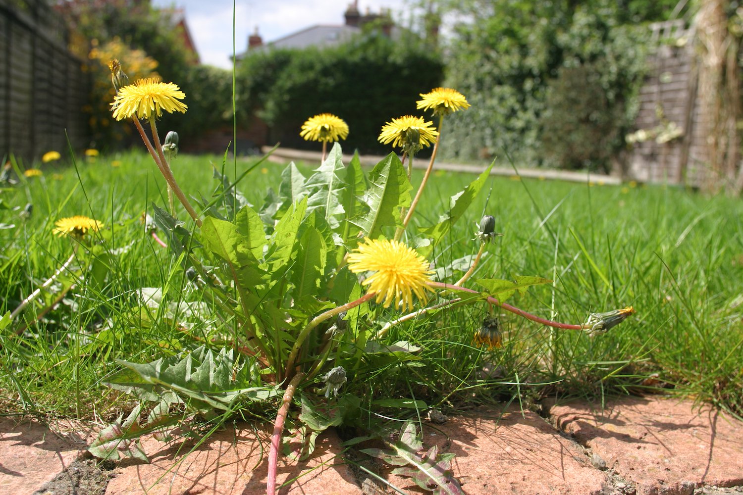 Pesky weeds ruining your lawn