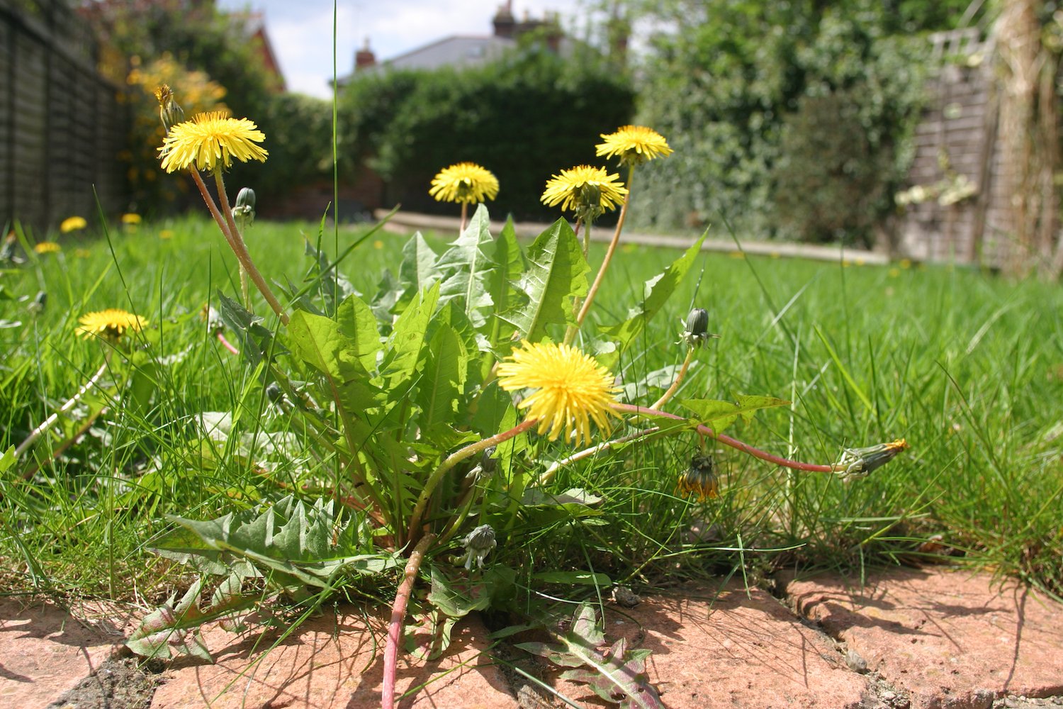 lawn dandelion weed to be spot treated