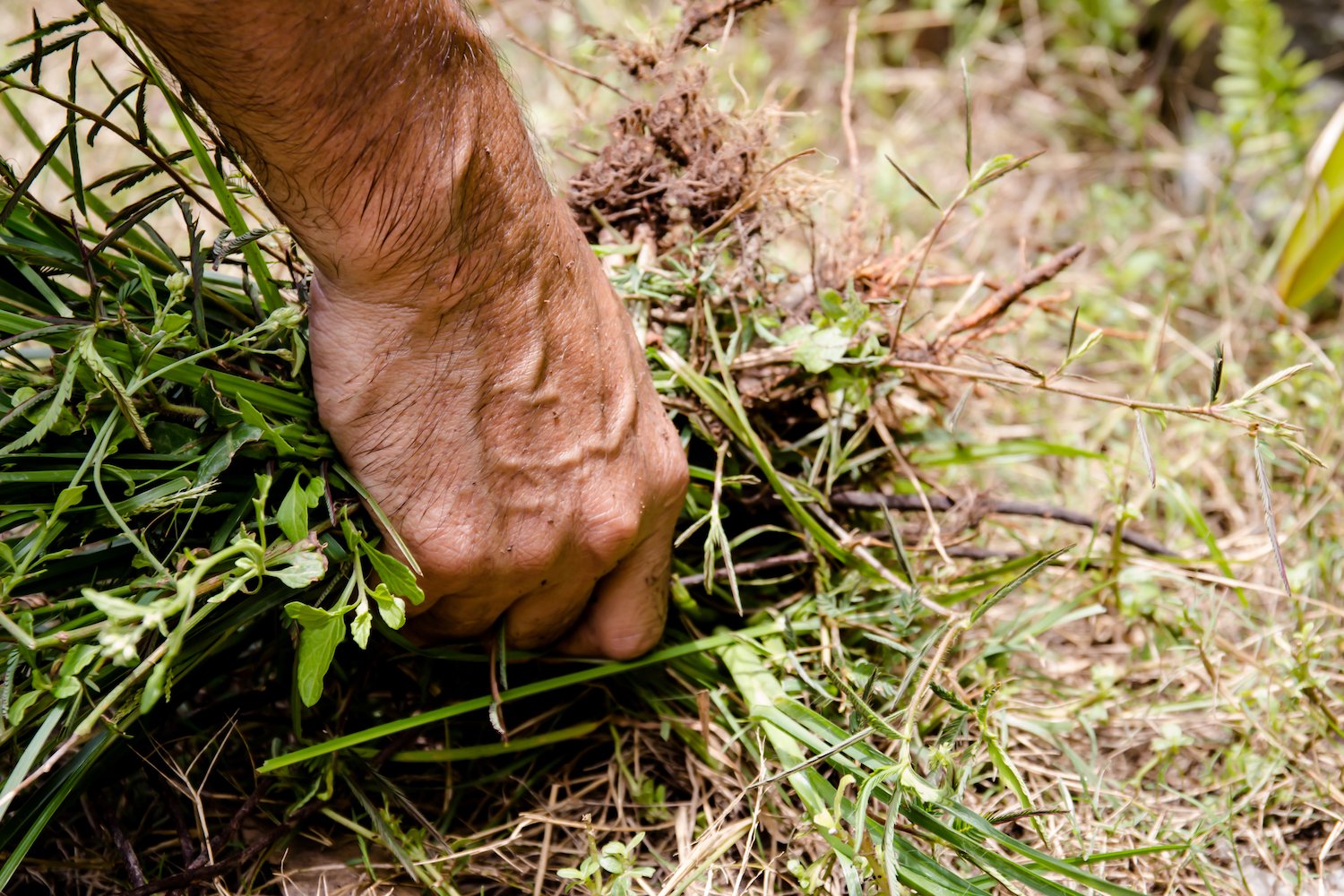 Year round weed control