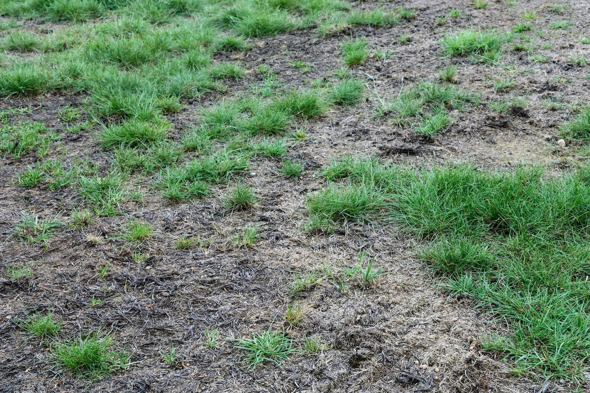 patchy lawn with turf disease