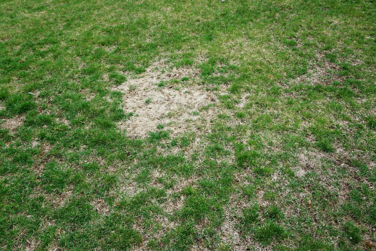 turf disease with dead grass