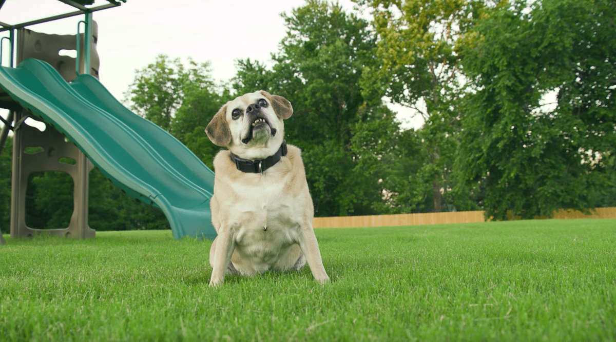 dog sits in grass