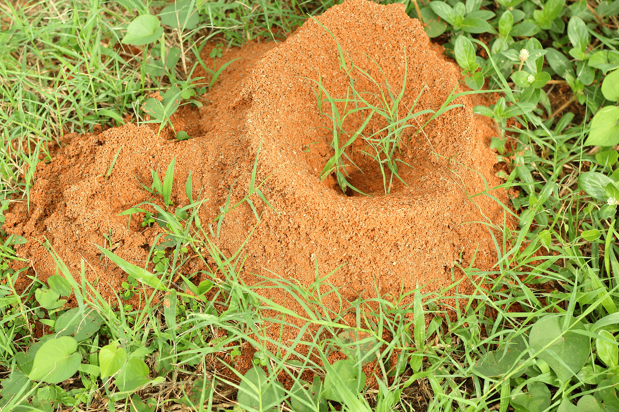 fire-ant-control_memphis-olive-branch-collierville-min-min