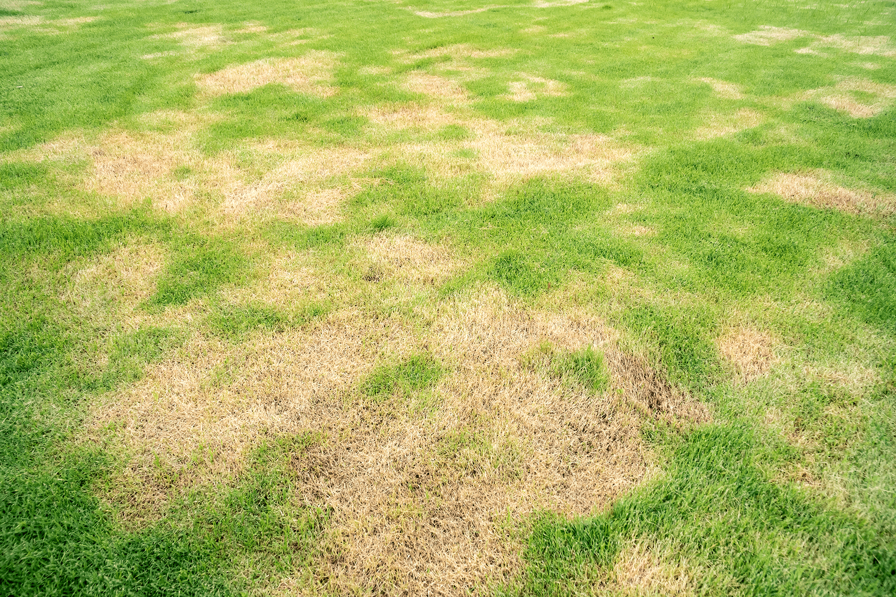 lawn-disease-control_memphis-olive-branch-collierville-min