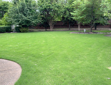 weed-control-memphis_barbara d