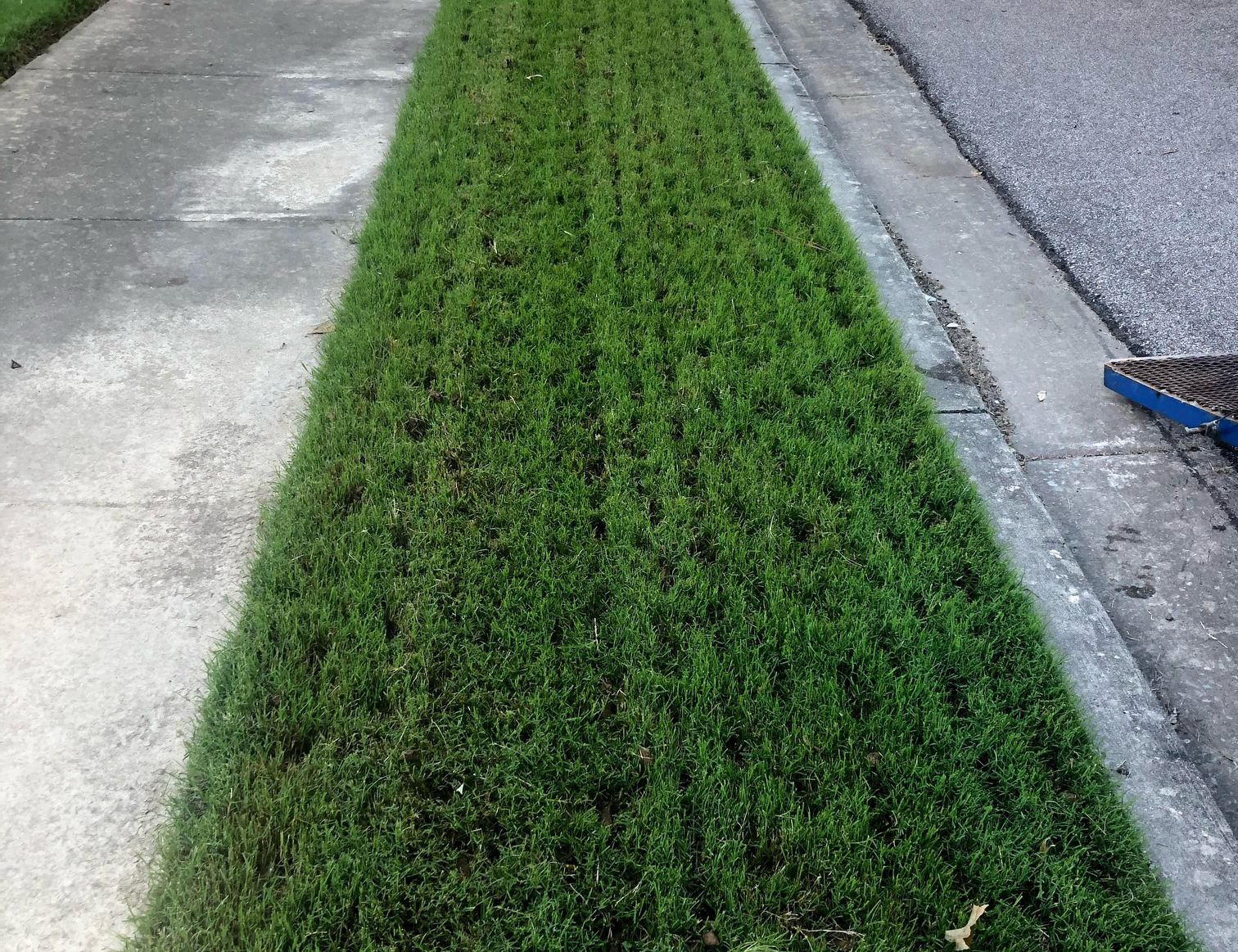 weed-control-memphis_jim d