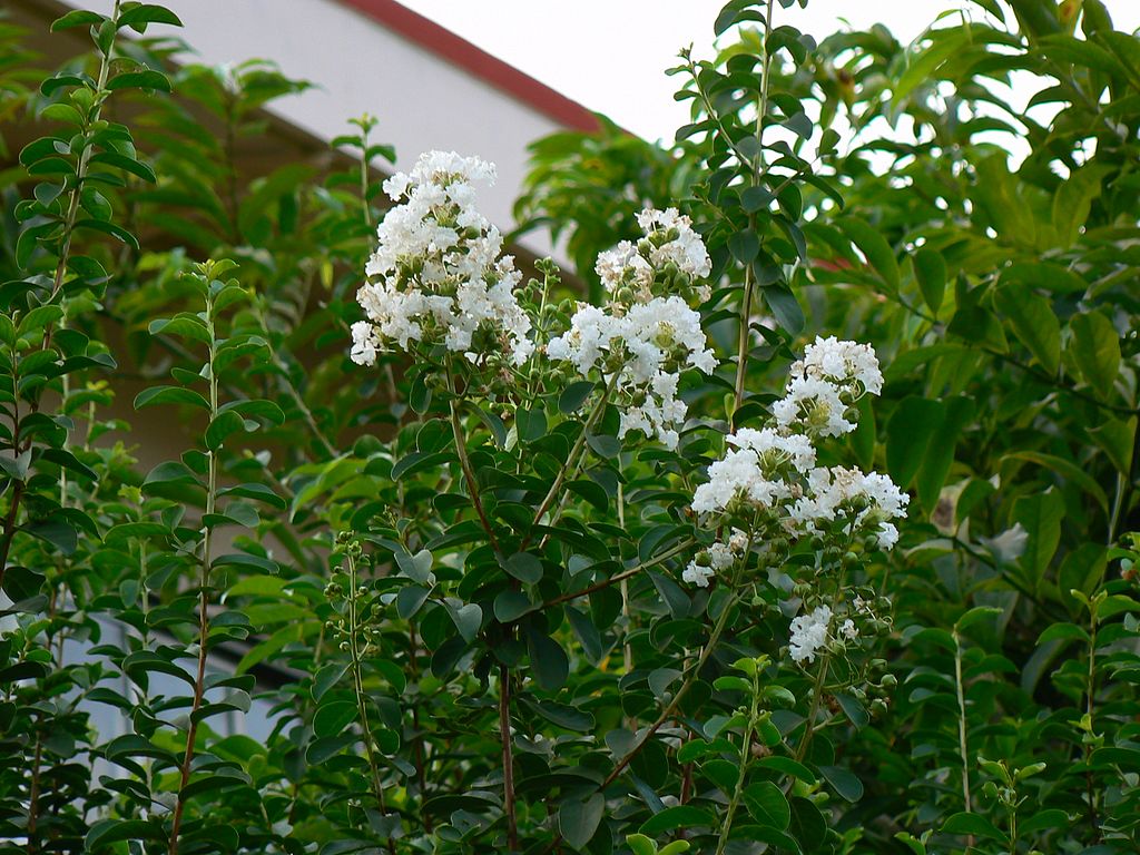 Crape Myrtle tree