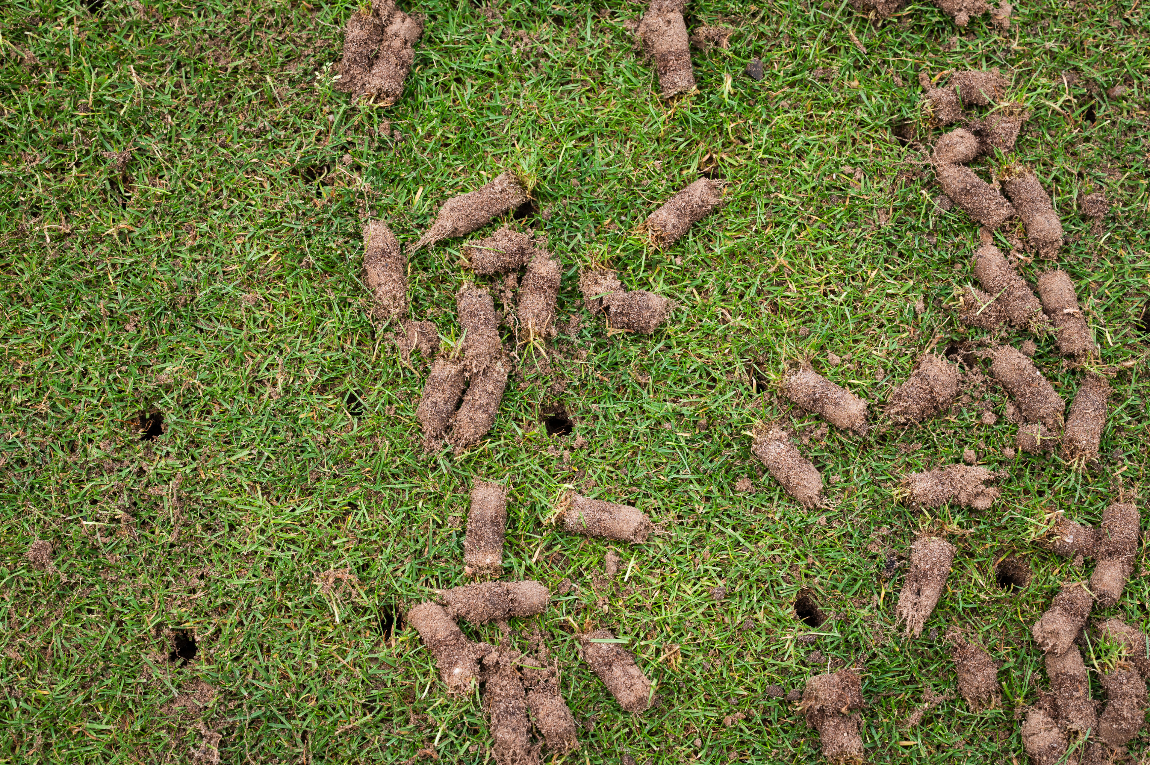 What Is Lawn Aeration?