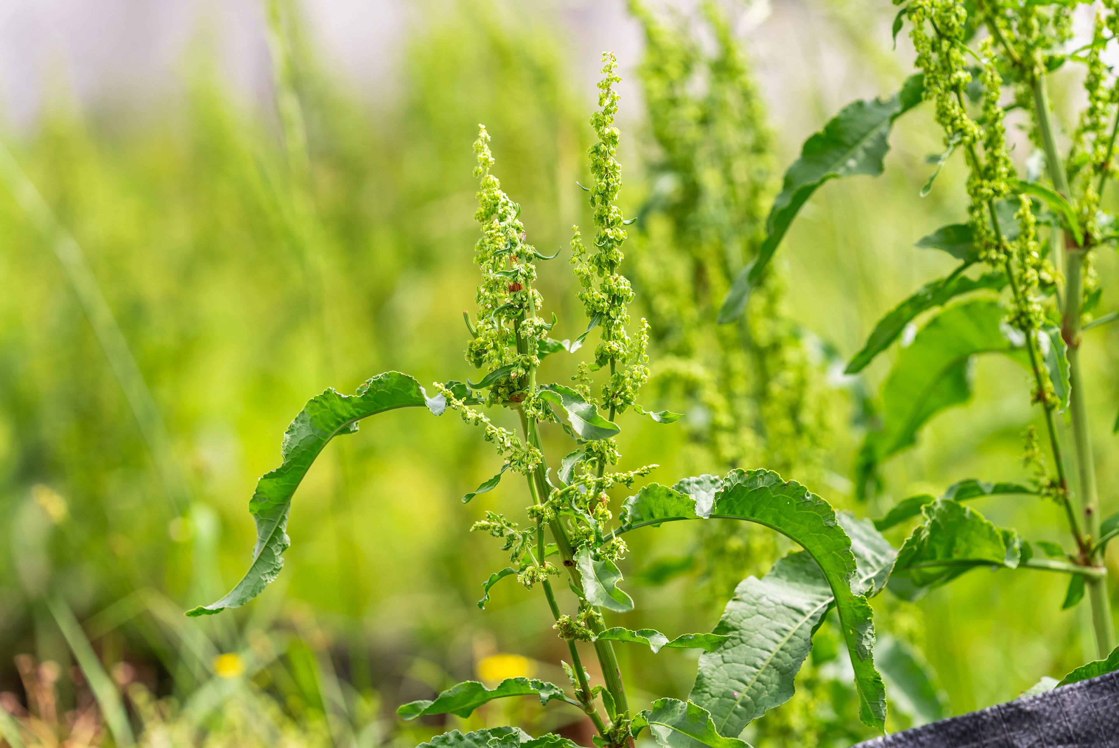 Broadleaf Weed Control: How To Spot And Treat Problem Weeds