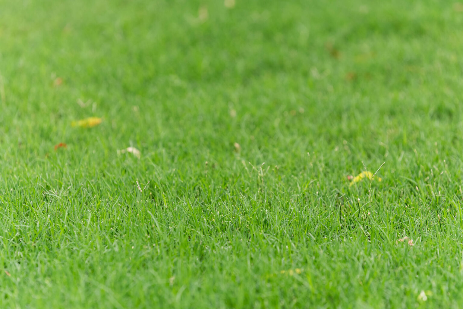 Master Lawn
