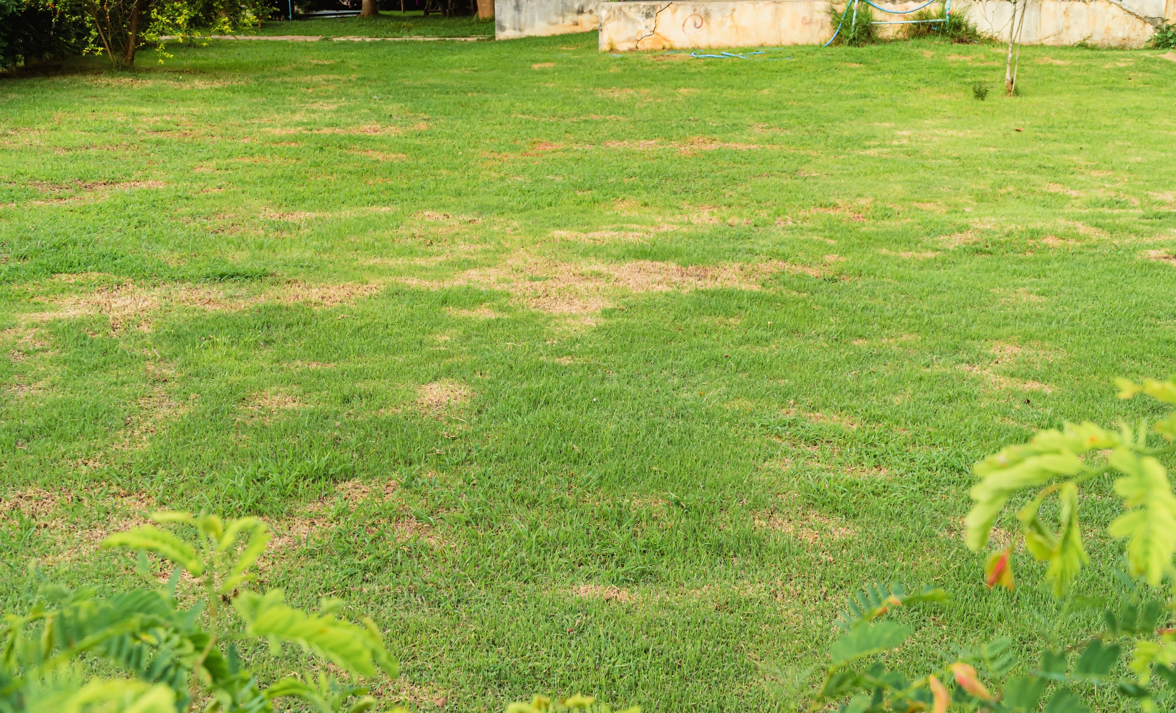 How To Fix Dead Patches in Your Lawn