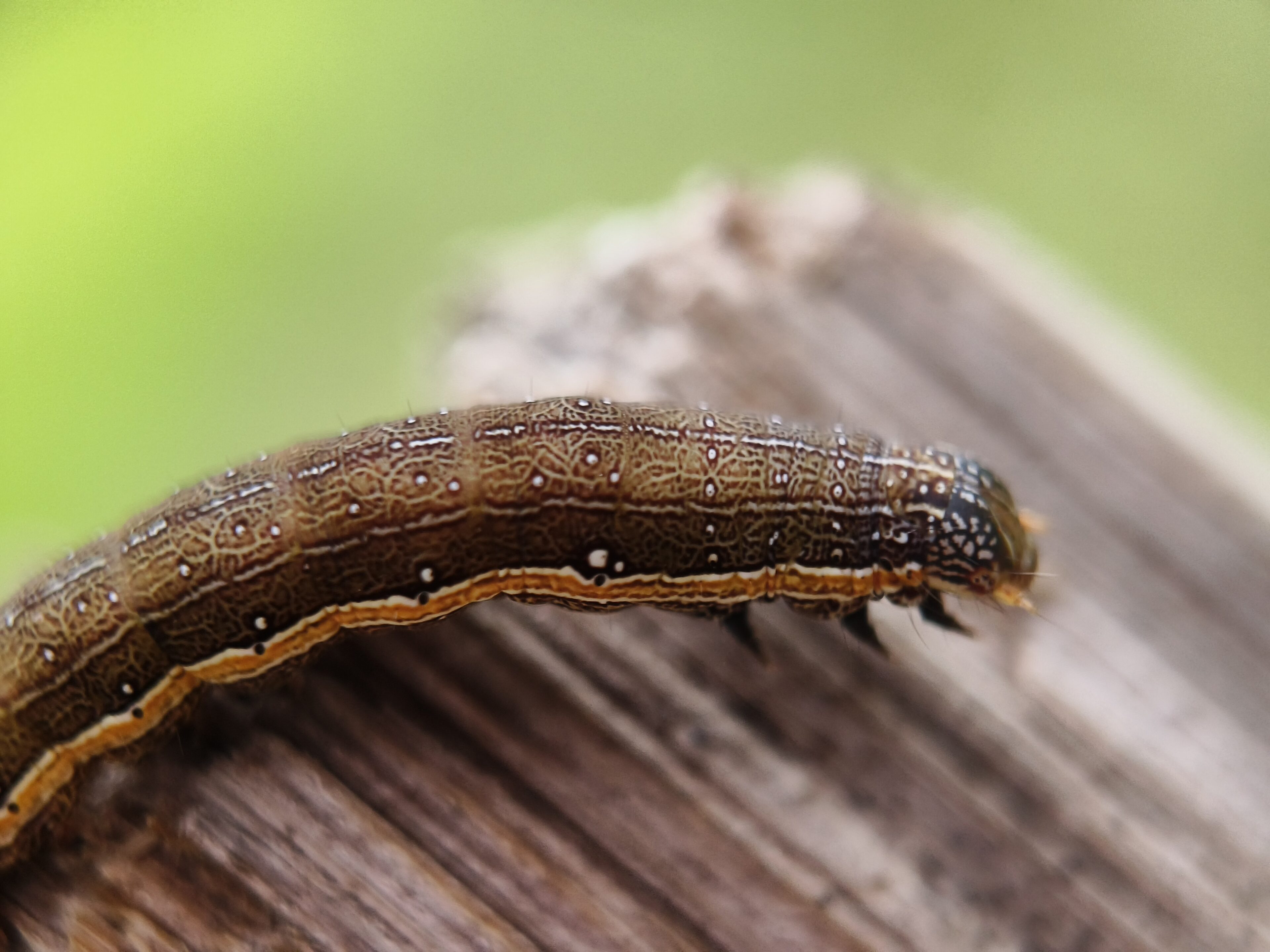 How To Get Rid Of Armyworms