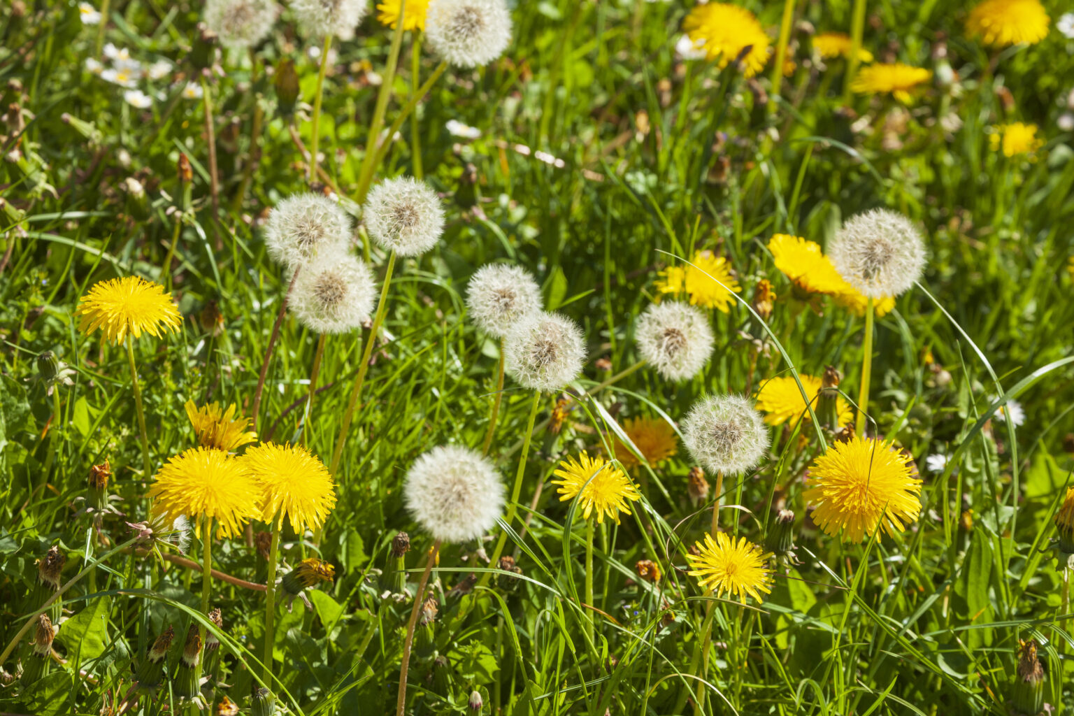 Lawn Service Germantown TN