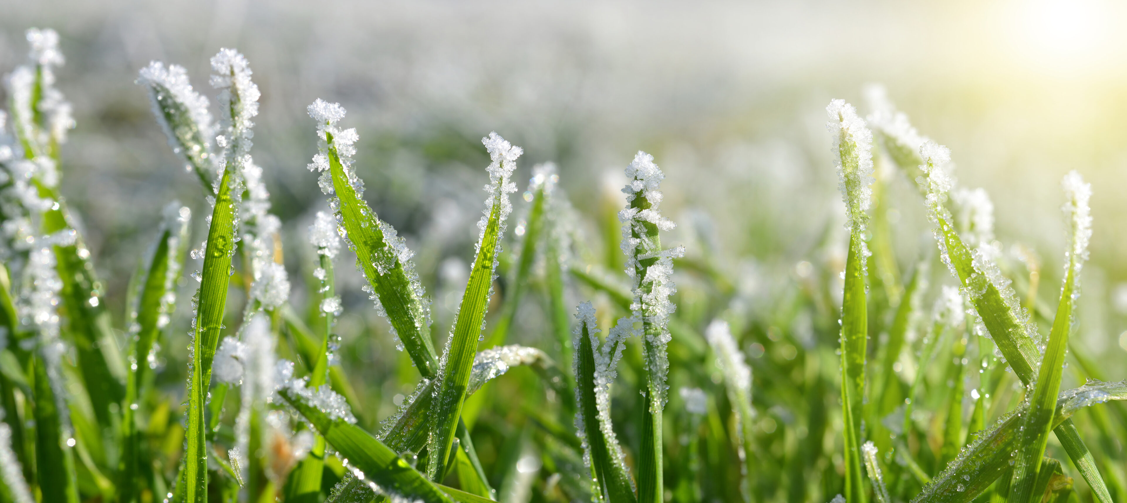 Lawn Care in Fall: How to Prepare Your Lawn for Winter