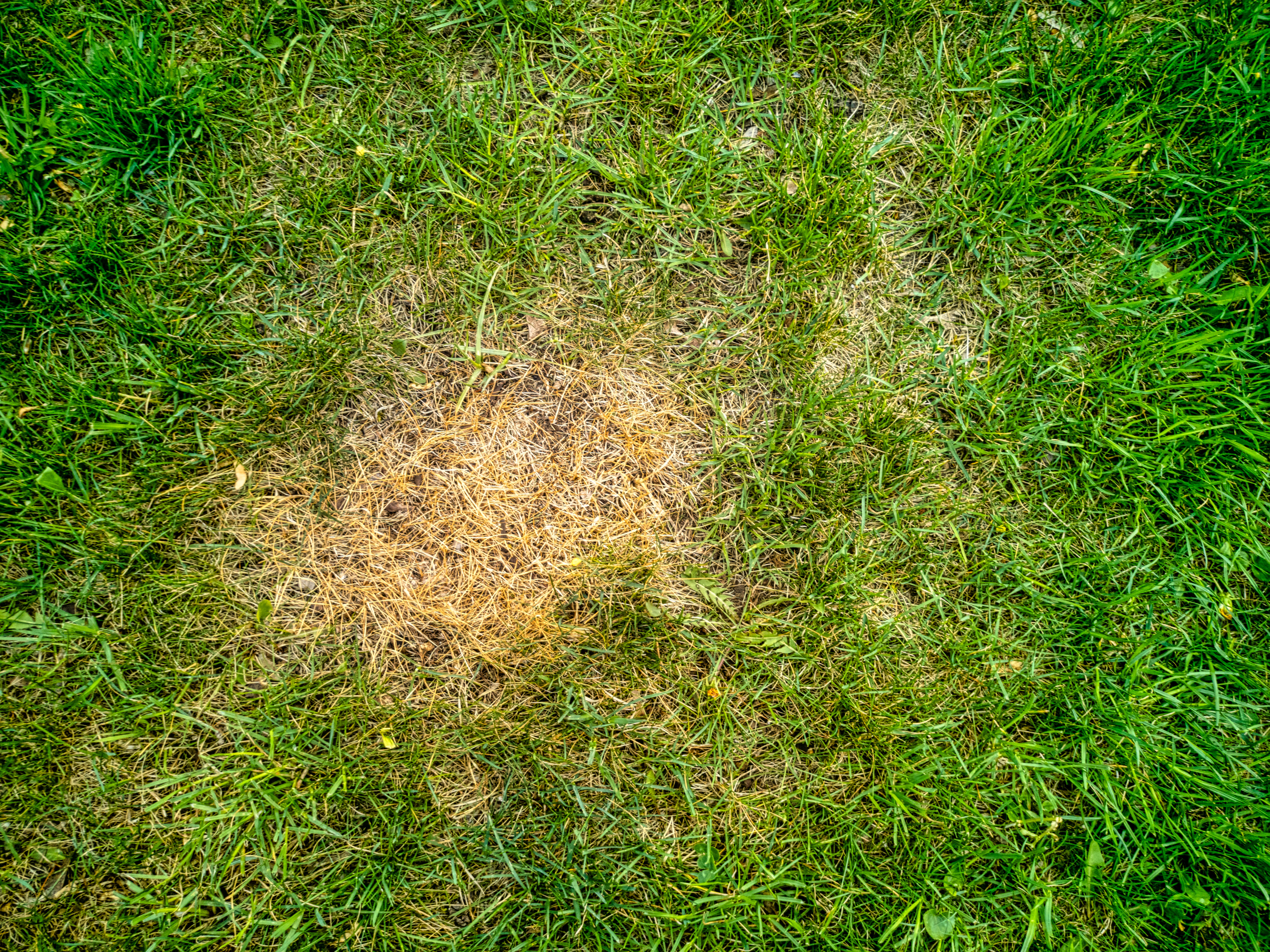 Why Is My Grass Turning Yellow? Common Causes and Professional Solutions