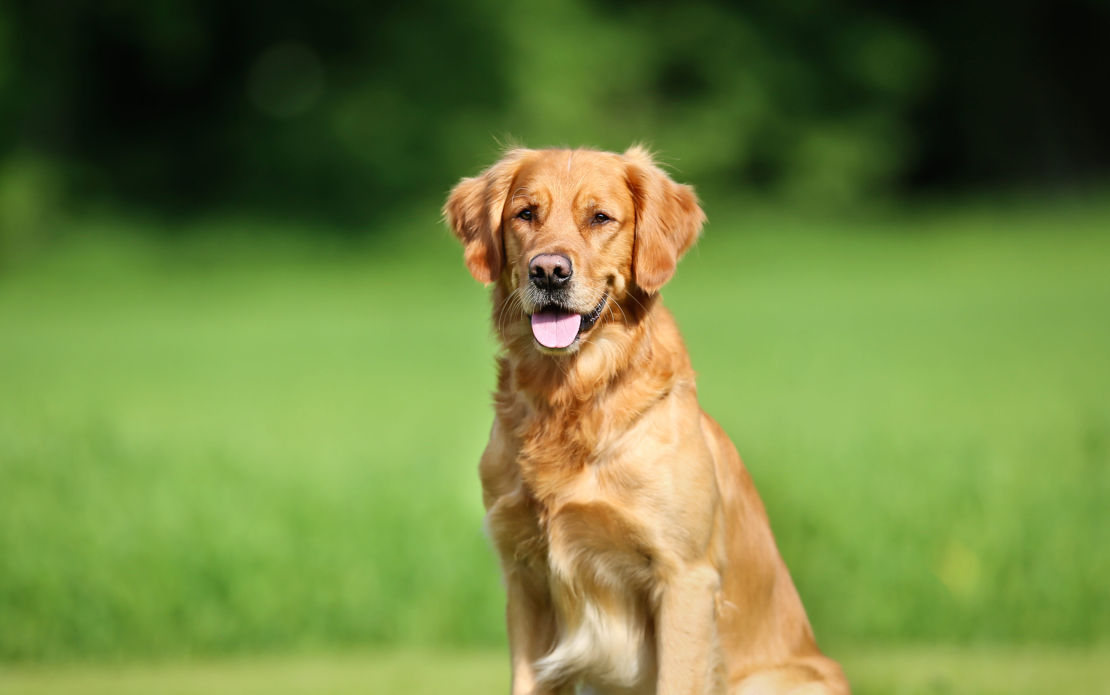 How to Fix Dog Urine Spots on Your Lawn: Expert Solutions for Pet-Friendly Yards