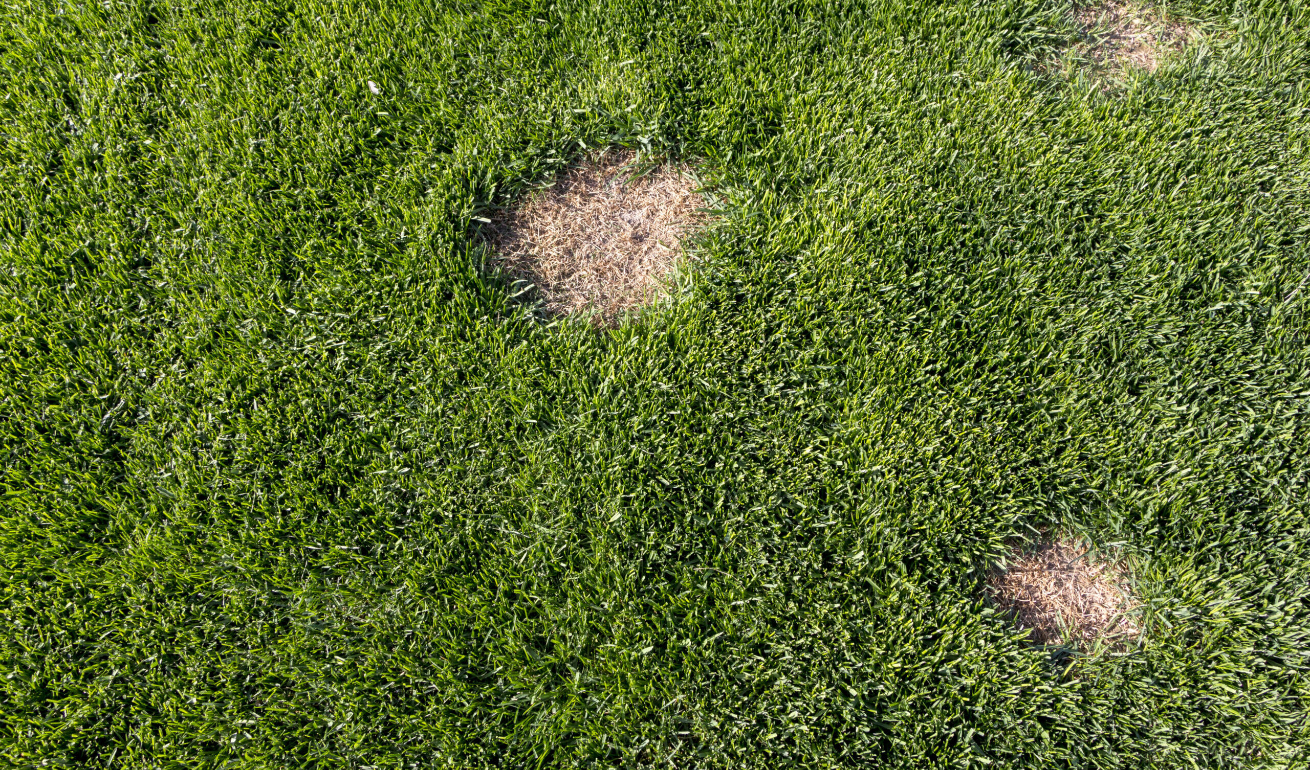 How to Fix Brown Patches in Your Lawn